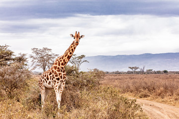 Rothschild Giraffe Along Road in Kenya Africa