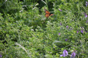 butterfly flies through garden with dragonfly