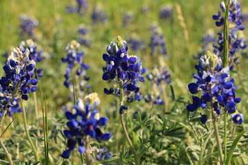 Obraz premium Texas Bluebonnets in a Field