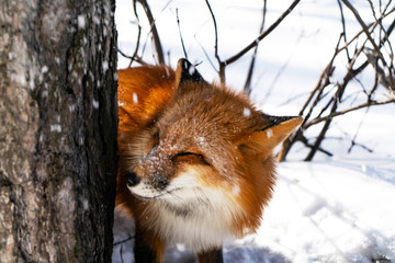 redhead girl in the forest with a fox