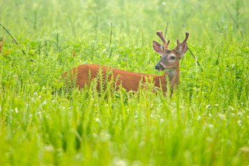 White Tailed Deer in velvet an open field in fog.