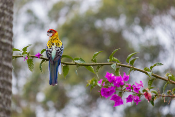 exotic bird Eastern Rosella Platycercus parrot colourful and  beautiful  bird and pink bougainvillea flowers summer spring Gold Coast Australia
