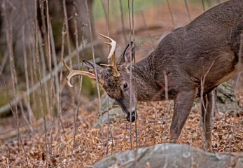 A White Tailed Buck rubs his antlers on a scrape.