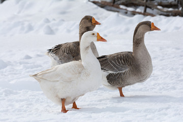 Gaggle of domestic geese in snowy farmyard