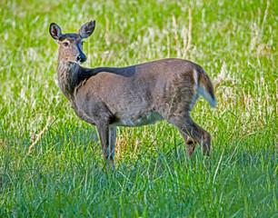 An alert female White Tailed Deer during the rutting season.