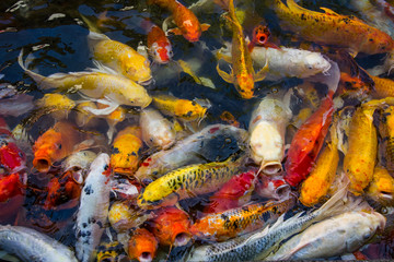 Colorfu carps