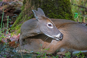 Closeup of a female White Tailed Deer lying in the woods.