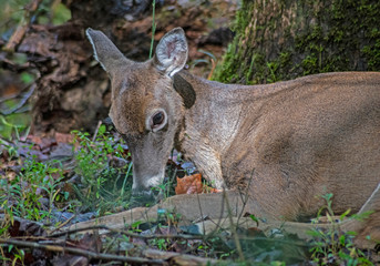 Closeup of a female White Tailed Deer lying in the woods.