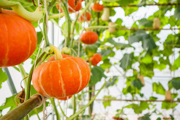 Fresh orange pumpkins growing in the organic greenhouse garden