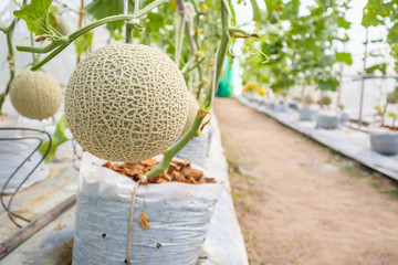 Fresh green Japanese cantaloupe melons plants growing in organic greenhouse garden