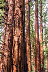 Trees at Muir Redwood park