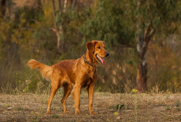 Golden Retriever dog outdoor portrait standing in field