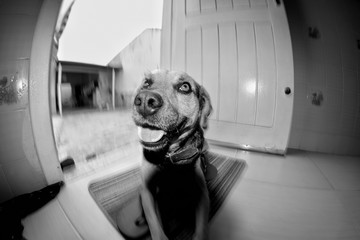 Rock, the dog.