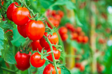 Fresh ripe red tomatoes plant growth in organic greenhouse garden ready to harvest