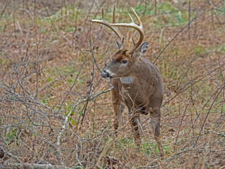 White Tailed Buck during the rutting season in Cades Cove.