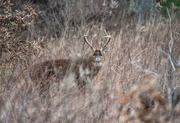 White Tailed Buck during the rutting season in Cades Cove.
