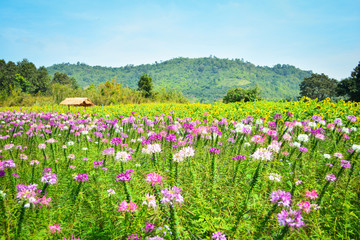 Spring summer blossoming spider flower field colorful / Cleome hassleriana