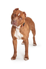 Staffordshire Terrier Dog Standing Over White