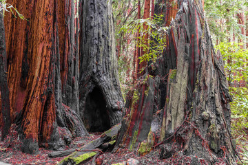 Trees at Muir Redwood park