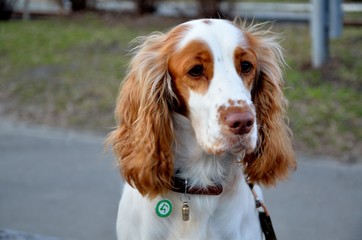 Portrait of a spaniel in the park for a walk