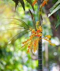 Date palm fruit - Sealing wax palm on the tree