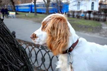 Portrait of a spaniel in the park for a walk