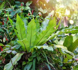 Fern nest growing on tropical plant garden