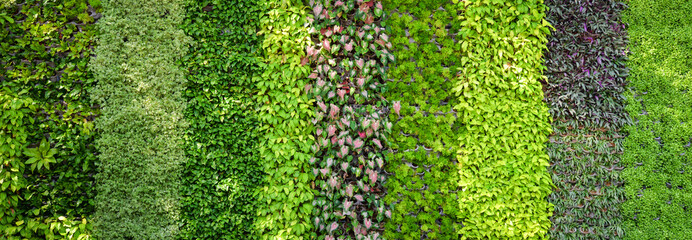 Eco green plant background - obrazy, fototapety, plakaty
