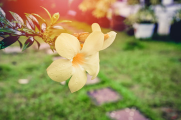 Vintage color yellow allamanda flower on tree in the garden with drop water after raining
