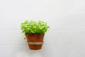 green plant in baked clay pot hang on white wall