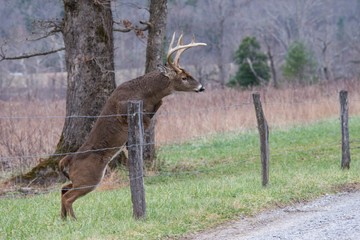A White Tailed Buck jumps a fence in Cades Cove.