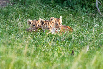 Three Cute Lion Cubs in Africa Grasslands