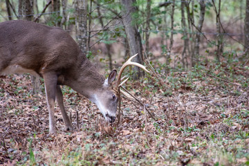 During the rutting season, a White Tailed Buck rubs his antlers on a scrape.