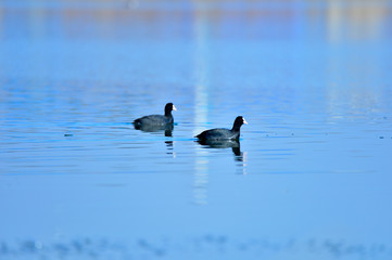 Coot birds in the water