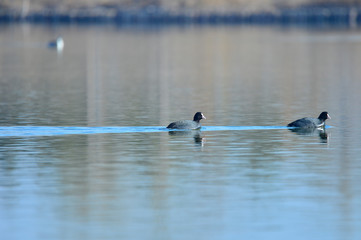 Coot birds in the water