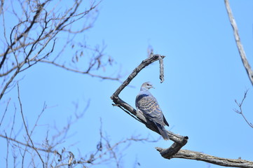 Dove tree in the wild