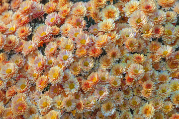 Chrysanthemum flowers background top view