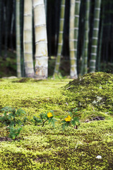 Close up of yellow flowers growing on a green moss ground texture in front of a bamboo forest background.