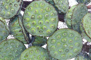 Water plant Lotus (Latin Nelumbo nucifera), seeds. Drops of water on the plant. Background image, selective focus, close-up.