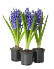 Beautiful spring hyacinth flowers isolated on white