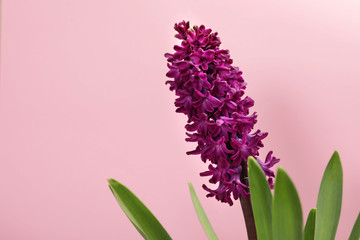 Obraz premium Beautiful spring hyacinth flower on color background. Space for text