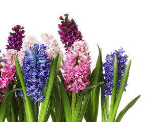 Beautiful spring hyacinth flowers on white background