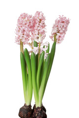 Beautiful spring hyacinth flowers isolated on white