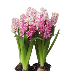 Beautiful spring hyacinth flowers isolated on white
