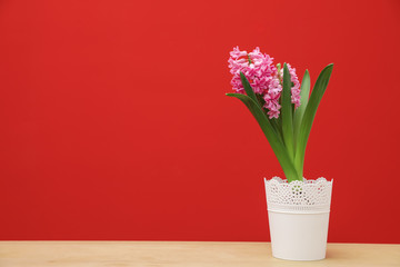 Beautiful hyacinth in pot on table against color background, space for text. Spring flower