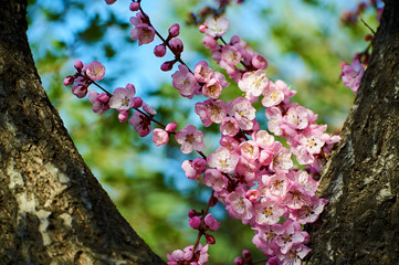 The flowers bloom luxuriantly in spring.