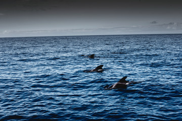 Fototapeta premium tschau kakau