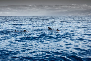 Fototapeta premium tschau kakau