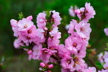 Fototapeta premium The flowers bloom luxuriantly in spring.