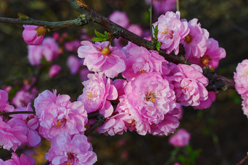 The flowers bloom luxuriantly in spring.